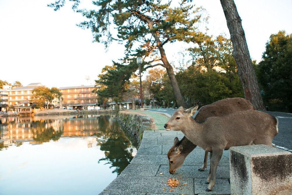 Nara Hakushikaso Hotell Exteriör bild
